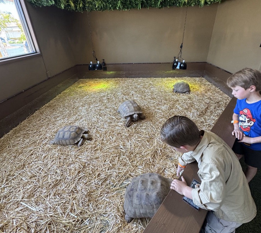 BK's Reptile & Zoo - Tortoise Feeding
